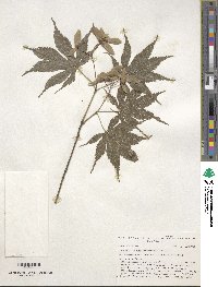 Acer palmatum image