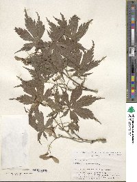 Acer palmatum image