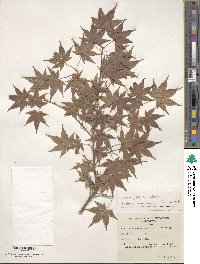 Acer palmatum image