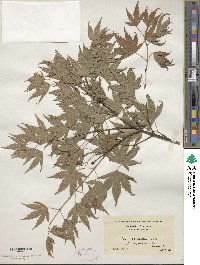 Acer palmatum image