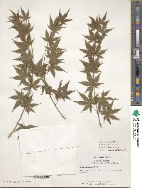 Acer palmatum image