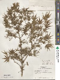 Acer palmatum image