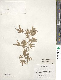 Acer palmatum image