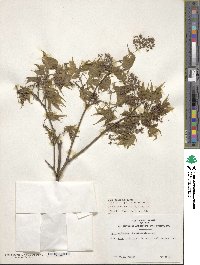 Acer palmatum image