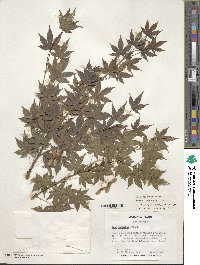Acer palmatum image