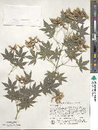 Acer palmatum image