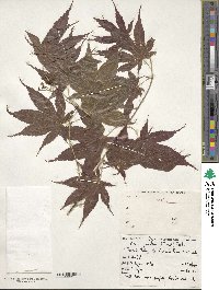 Acer palmatum image