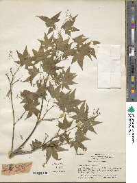 Acer palmatum image