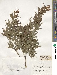 Acer palmatum image
