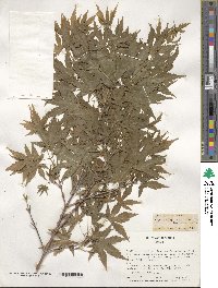 Acer palmatum image