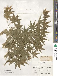 Acer palmatum image