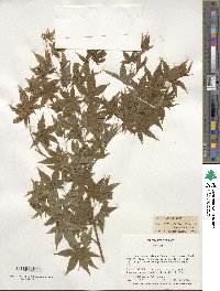 Acer palmatum image