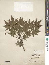 Acer palmatum image