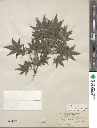 Acer palmatum image