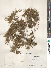 Acer palmatum image