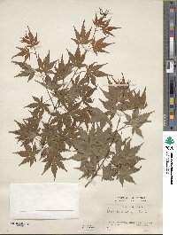 Acer palmatum image