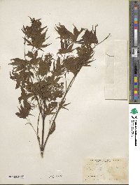 Acer palmatum image
