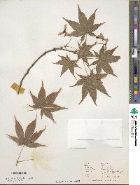 Acer palmatum image