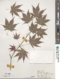 Acer palmatum image