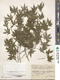 Acer palmatum image