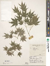 Acer palmatum image