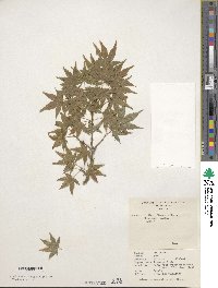 Acer palmatum image