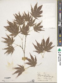 Acer palmatum image