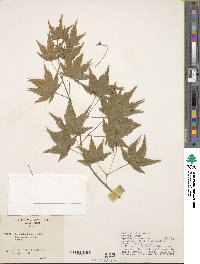 Acer palmatum image