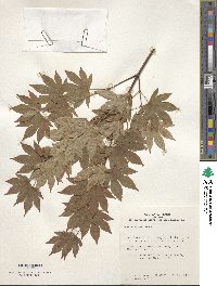 Acer sieboldianum image