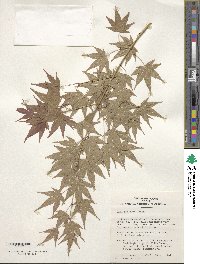 Acer palmatum image