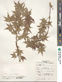 Acer palmatum image
