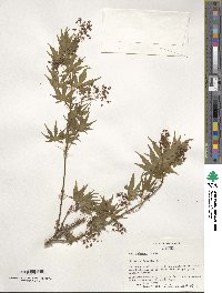 Acer palmatum image