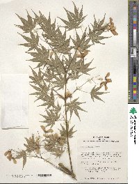 Acer palmatum image