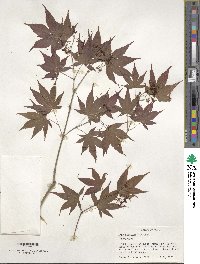 Acer palmatum image