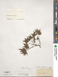 Acer palmatum image