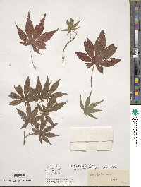 Acer palmatum image