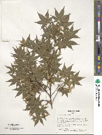 Acer palmatum image