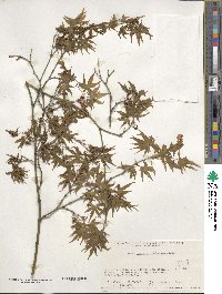 Acer palmatum image