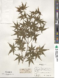 Acer palmatum image