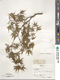 Acer palmatum image
