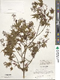 Acer palmatum image