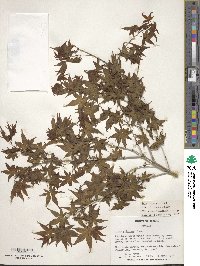Acer palmatum image