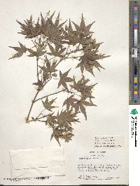 Acer palmatum image