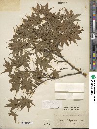 Acer palmatum image