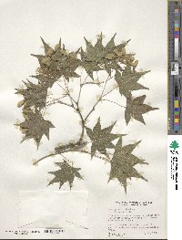 Acer palmatum image