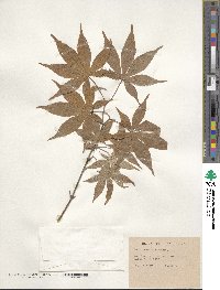 Acer palmatum image