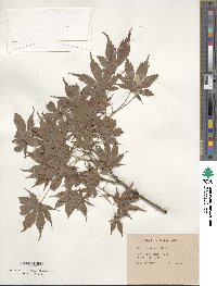 Acer palmatum image