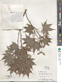 Acer palmatum image