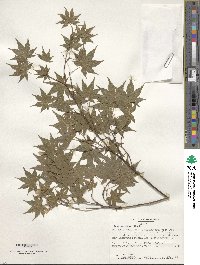 Acer palmatum image