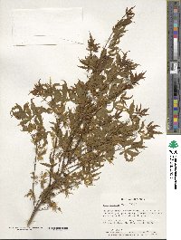 Acer palmatum image